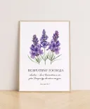 Літні постери